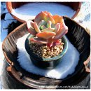 토토피씨 이미지