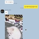 해피애견타운 분당판교점 이미지