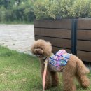 비마이개스트(Be My gaest) | 사랑하는 내새끼를 위해♥ 위례 강아지수제간식 원데이클라스 '비마이개스트'