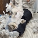 제주냐옹실 고양이미용 이미지