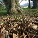 관매도 후박나무 이미지