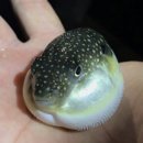 풍성복집 이미지