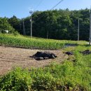 내곡동419 이미지