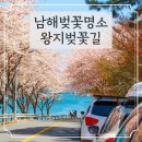 남해해상랜드 | 남해벚꽃명소 왕지벚꽃길 충렬사 나루터휴게소 유채꽃 벚꽃 실시간 개화현황