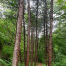 공작산 휴양림 펜션 이미지