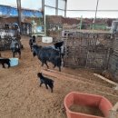 솔잎목장 이미지