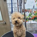 블링블링펫 이미지