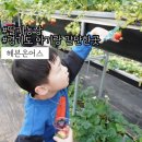 오산오리농장 | 갈만한곳:: 추운날에도 따뜻하게 용인딸기체험농장, 용인 동물농장까지 모두 즐기는 곳! 헤븐온어스 후기