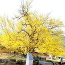 계척시목지 이미지