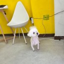 망쿠애견샵 | 정왕동 애견미용 잘하는 곳 찾는다면? 망쿠애견샵 후기!