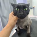 아꼬운몽 이미지