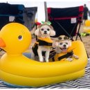 명사비치민박 | 반려견 애견 동반 여행지 양양 멍비치 해수욕장 인구해변 숙소 맛집