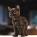 형제종합동물병원 이미지