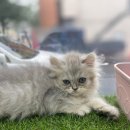 멍앤멍스 이미지