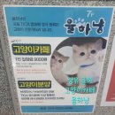 율하냥 | [장유 율하] "율하냥" 고양이 카페 고양이 체험🐱🐈🐈‍⬛