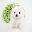 봉산동 강아지 이미지