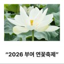 [궁남지] 2026 부여 서동연꽃축제 다녀온 후기 / 정보 / 주차