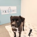 다솜애견미용실 티스토리