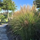 돌담연가 이미지