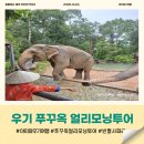 (주)중부에너지 | 푸꾸옥 우기 아이와 자유여행 | 빈펄사파리 얼리모닝투어 내돈내산 솔직후기