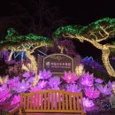 오색관광지 | 가평 가볼만한곳 아침고요수목원｜오색별빛정원전 겨울 데이트 후기