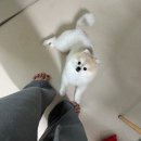 진심어린펫살롱 | 강서구 애견 미용실 펫살롱153 포메라니안 미용 후기