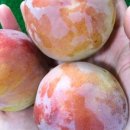 내당농산 이미지