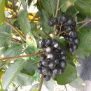 진이네농장 이미지