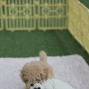 오라켄넬 이미지