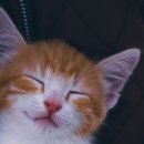 펫아미강아지고양이