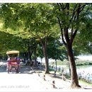 황금비늘 테마거리 이미지