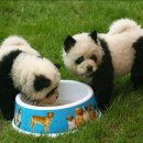 대우동물병원 이미지