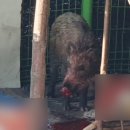 멧돼지집 이미지