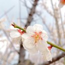 매화로 이미지