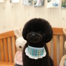 바비애견미용 이미지