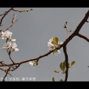 [제주여행]지금 제주는 벚꽃으로 하얗게 물들고 ....꽃구경 오세요 이미지