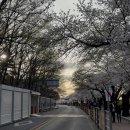 5713 | 2026 여의도 벚꽃축제 오늘 다녀온 후기 | 일정 주차 지금 벚꽃 현황