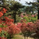 사능1리 이미지