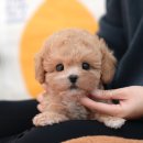 울산 강아지분양 미유펫 이미지