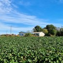 에스테르 독스 케어 하우스 이미지