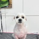 하루가다르개 이미지