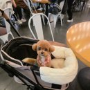 아이앤독 이미지