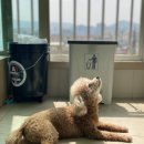 비비큐치킨산본3점 이미지