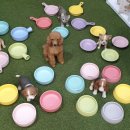 개밥맛집 이미지