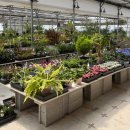 초록마켓 | 일산꽃집 고양시 아난플랜트마켓 방문 후기 식물추천