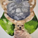 제주 애견 아가야 이미지