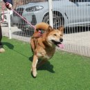 덕분에 행복하개 이미지