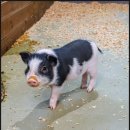 금마농장 | 아이가 더 신났던 하루, 동물들과 가까이 만난 익산 액션하우스 체험 후기