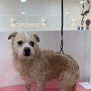 샤인펫 (Shine pet) 이미지