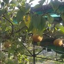 원조태능갈비 이미지